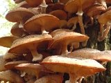 121028 Wandeling Ede Wageningen (06)
